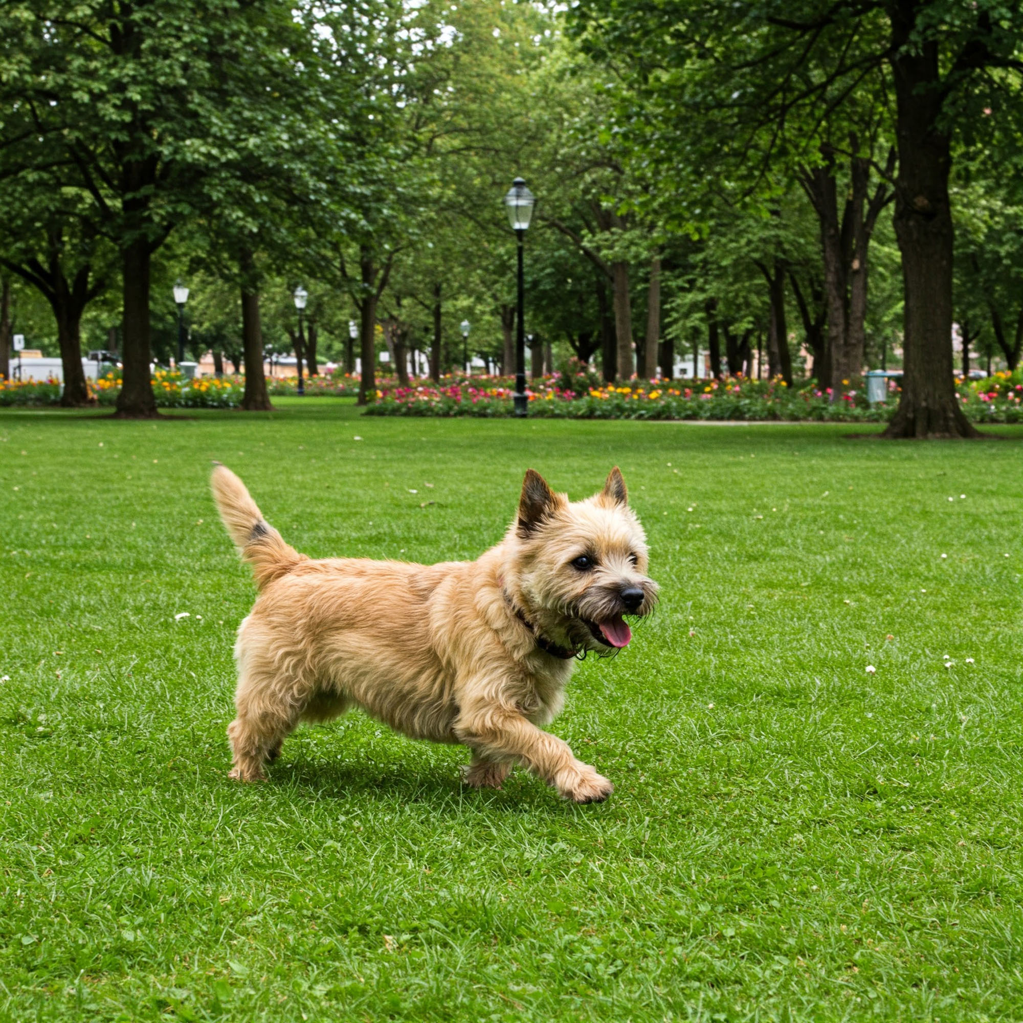 凱恩㹴（Cairn Terrier）