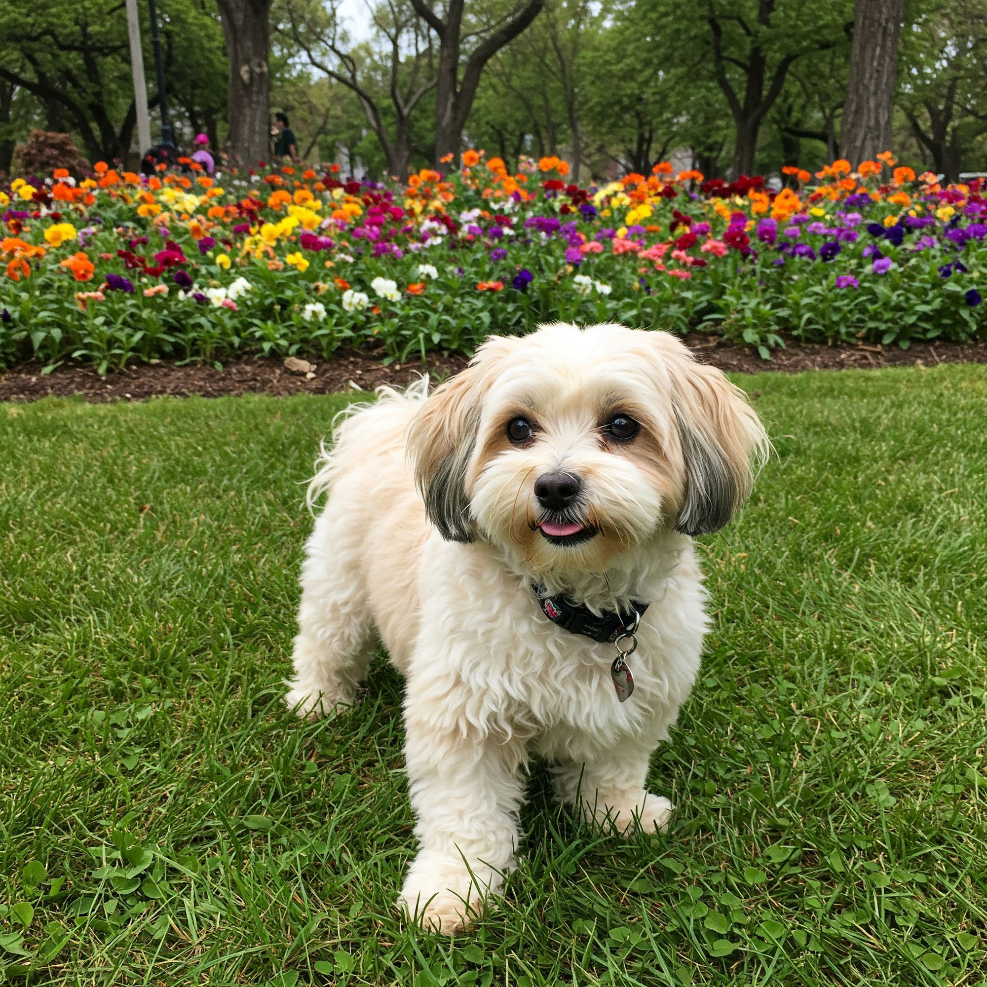 哈瓦那犬（Havanese）