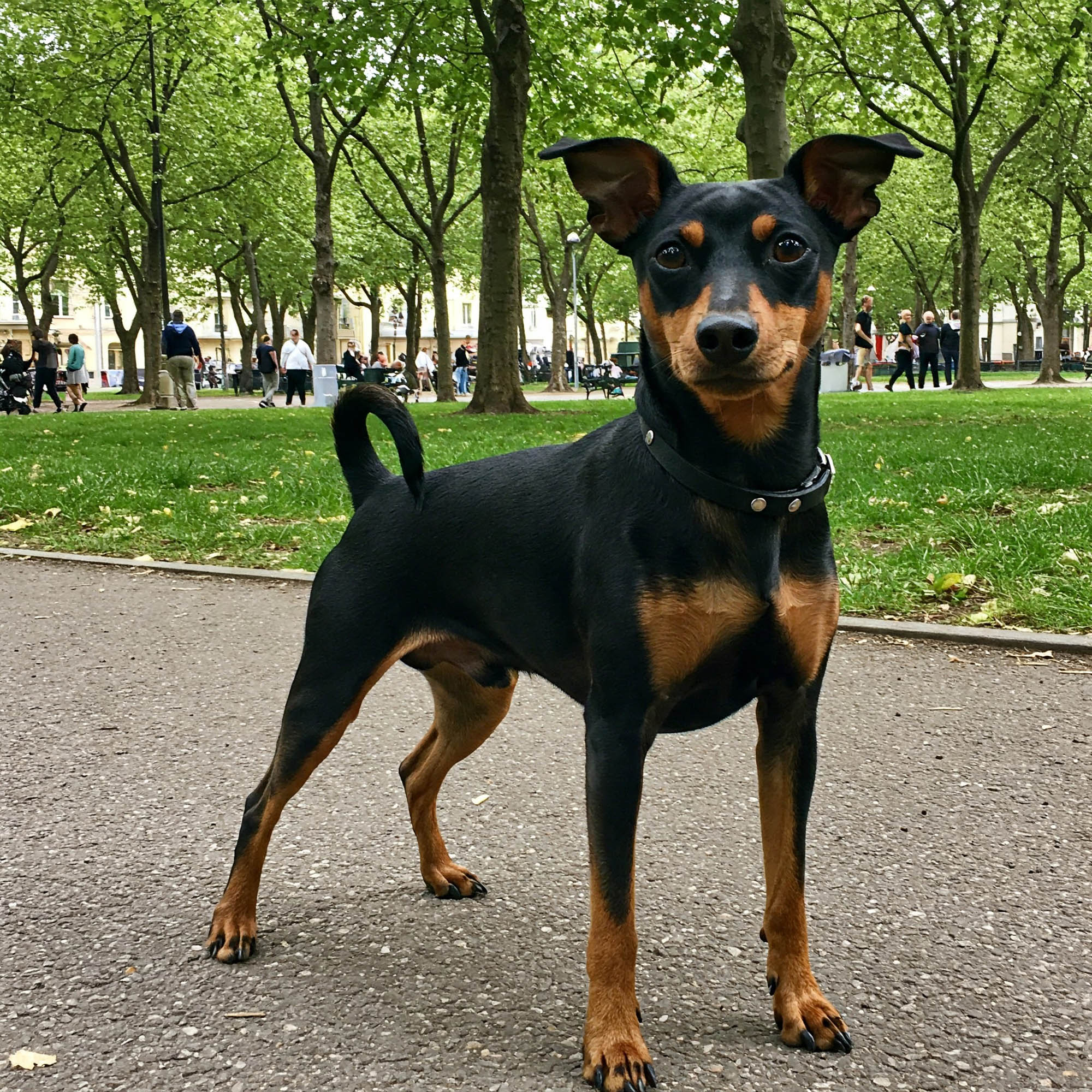 曼徹斯特㹴（Manchester Terrier）