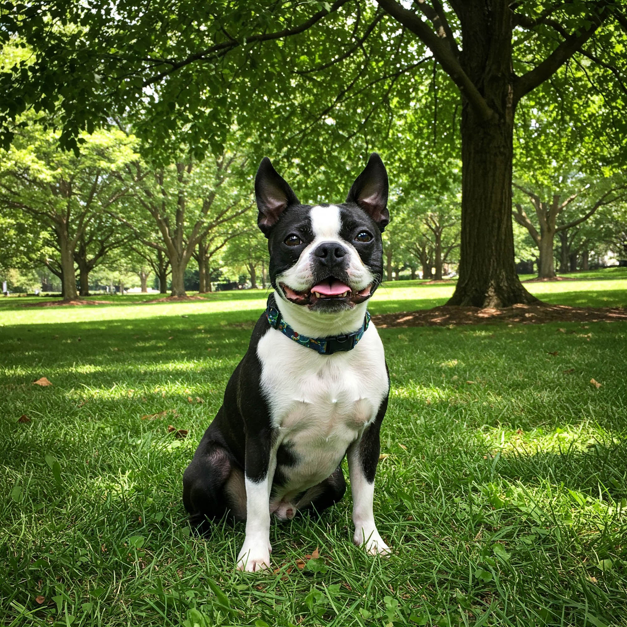 波士頓㹴（Boston Terrier）