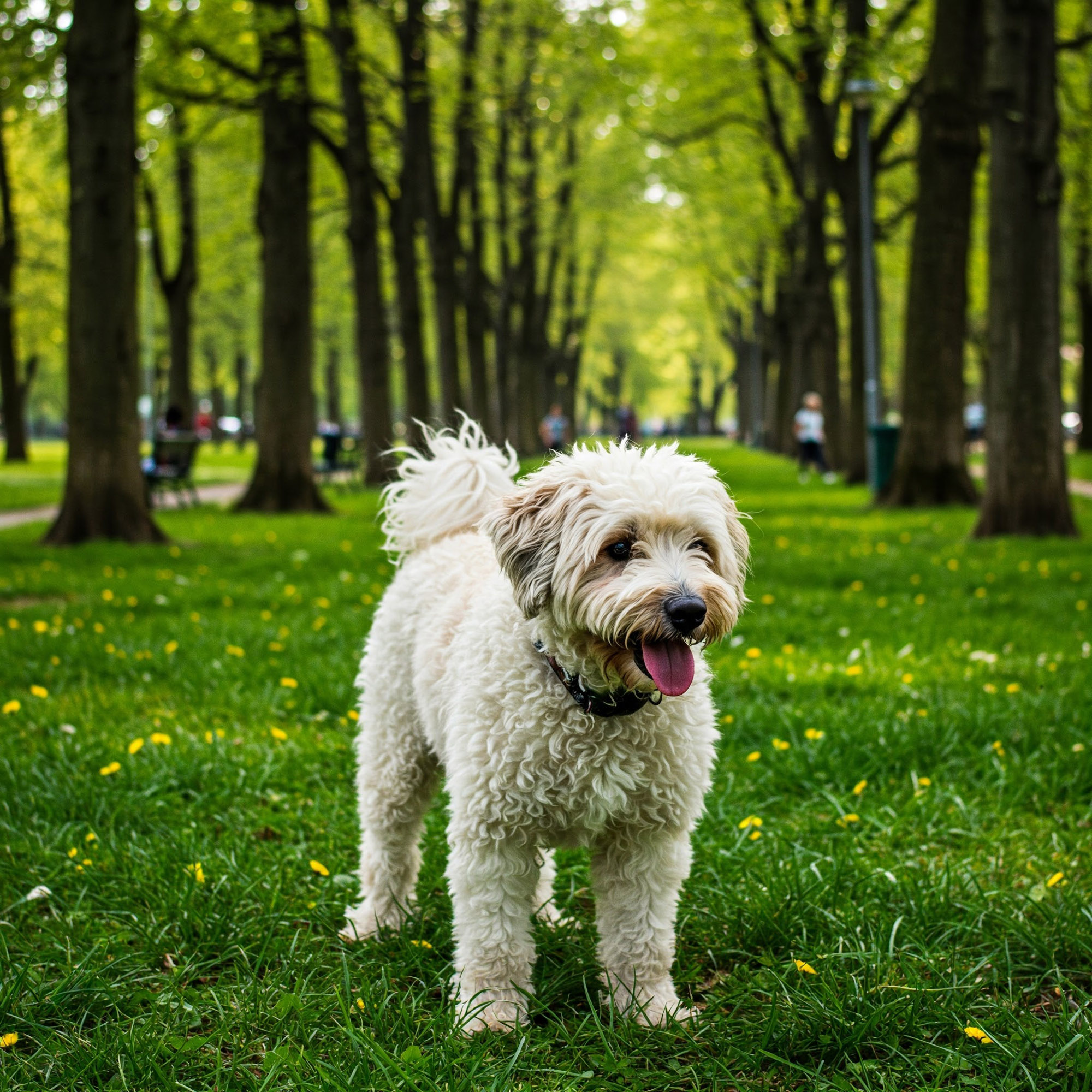 波密犬（Pumi, 匈牙利牧羊㹴）