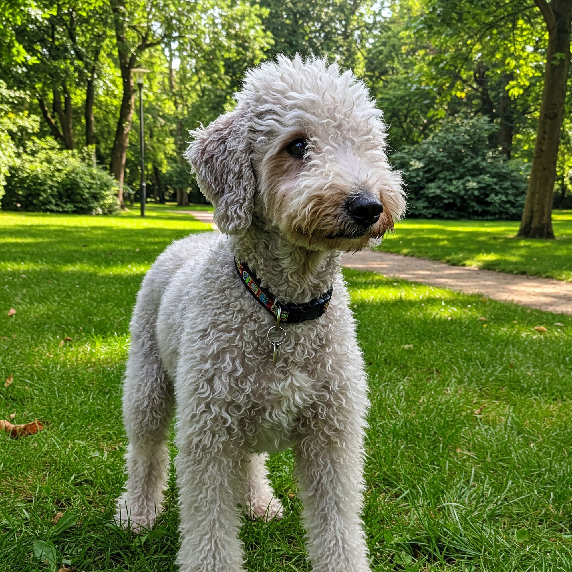 貝林登㹴（Bedlington Terrier）