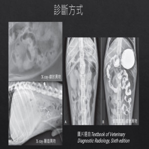 別讓你的毛小孩吃錯東西 - 腸胃異物