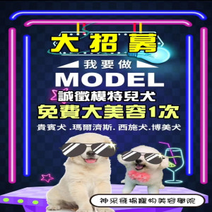 誠徵模特兒犬，有興趣的請洽門市~
