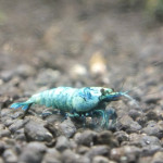 蔚藍水族工坊